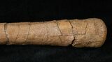 Hadrosaur Metacarpal (Hand Bone) - Montana #14789-3